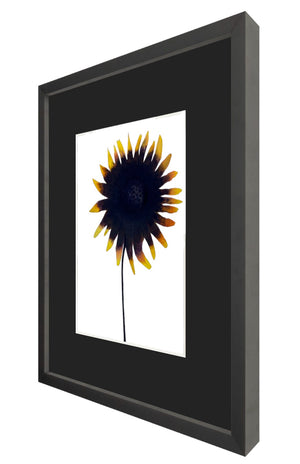 Framed Sunflower Watercolor